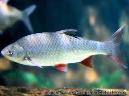 Leuciscus Idus Ide Melanote Vandoise Aquarium Poisson Aquarium Poisson