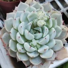 多肉 野ばら の 精