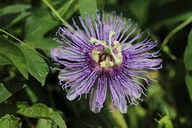 Understanding Nervines Adaptogens Herbs For Stress The Nervous System Adaptogens Herbalism Nervines