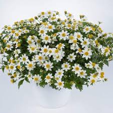 Image result for Bidens