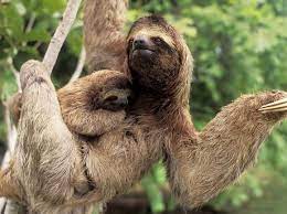 Pin By Maria Do Ceu Calhanas On It S A Zoo In Here Sloth Stuffed Animal Pictures Of Sloths Three Toed Sloth