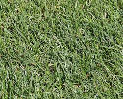 How To Identify Your Lawn Grass