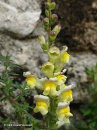 Image result for Antirrhinum