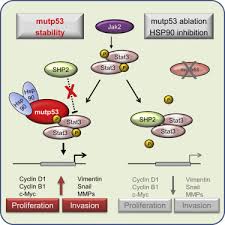 The infiltration of cells thickens the wall of the gastrointestinal tract and disrupts the intestine's ability to function properly. Therapeutic Ablation Of Gain Of Function Mutant P53 In Colorectal Cancer Inhibits Stat3 Mediated Tumor Growth And Invasion Sciencedirect