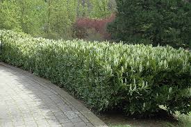 We did not find results for: Schipka Cherry Laurel Prunus Laurocerasus Schipkaensis In Fayetteville Springdale Rogers Bentonville Ar Arkansas Ar At Westwood Gardens