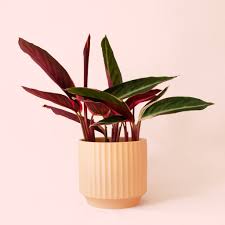 Image result for stromanthe