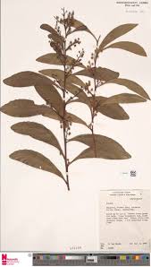 Image result for Lefebvrea grantii