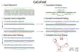 Clans have been around since the beginning of runescape, challenging others to see who is the. Dr Elena Rivas On Twitter A Description Of The Cacofold Algorithm Https T Co Bhizzvhuzf Rscape