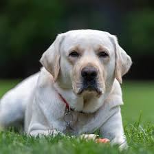 We offer year long fellowships in our san francisco bureau to artists an. Are White Labradors Purebred And Other Facts You Need To Know K9 Web