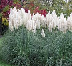 Complete Guide To Pampas Grass How To Grow Care For It Ornamental Grasses Grass Seed Pampas Grass