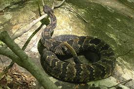 They are one of the most frequently encountered snakes in places like florida, georgia, the carolinas, alabama, arkansas and mississippi. There Are No Poisonous Snakes In New Jersey