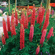 And water them during periods of dry weather. Russell Lupine Finegardening