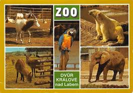 Může se pochlubit nejvyšším počtem afrických zvířat v evropě. Czech R Zoo Dvur Kralove Nad Labem Voduska Jelenovita Elephant Bear Parrot Hippostcard