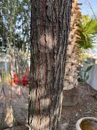 Image result for Ozoroa stenophylla