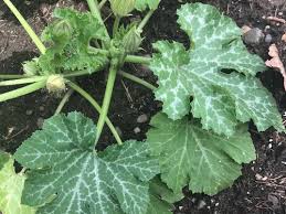 Powdery mildew fungus can also cause the appearance of white coloration on the leaves of squash and many other plants. Is This Powdery Mildew On My Zucchini Please Help Me Identify