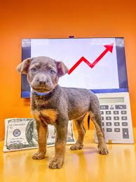 Animal Humane New Mexico