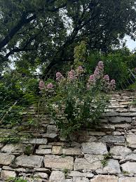 Image result for Valeriana rubra