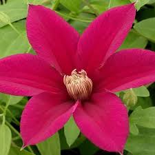 Image result for Clematis costata