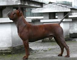Taipei () current squad with market values transfers rumours player stats fixtures news. 10 Eclectic Chinese Dog Breeds