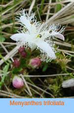 Image result for Menyanthaceae