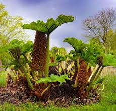 Check spelling or type a new query. Dewit Garden Tools Dewitgardentool Twitter