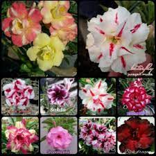 Namun jenis kamboja jepang adalah jenis tanaman hias bunga dengan ukuran yang lebih kecil. Promo Paket 10 Bunga Kamboja Adenium Jepang Tanaman Hias Kamboja Jepang Shopee Indonesia