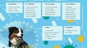 When you arrive you will be assigned a number based on the order patrons arrived. Puppy Shots And Vaccination Schedules