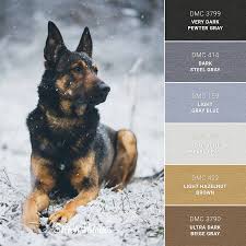 The two distinct types we mentioned in the introduction are defined by the length of their coat; German Shepherd In The Snow Embroidery Color Palette With Thread Codes