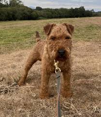 Image result for lakeland teriér