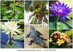 Maybe you would like to learn more about one of these? Kliping Tentang Flora Dan Fauna Negara Asean Lengkap Gadisnet