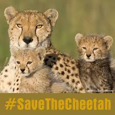 Cheetah Conservation...