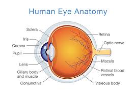 Human Eye Anatomy - Ophthalmologists and Retinal Specialists