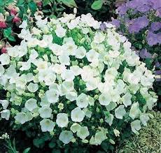 Campanula Carpatica White Seeds Blooms Allsummer Long Perennial Perennials Small Garden Borders Campanula