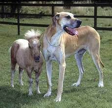 The falabella horse was originally developed in argentina from local horses of criollo stock, beginning in 1868 with the breeding program of patrick newtall. The Smallest Horse In The World Cowgirl Magazine