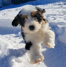 The bernedoodle is a magnificent cross between an akc bernese mountain dog and an akc poodle, offering all the desirable traits of both. The Best Bernedoodle Breeders Around The World