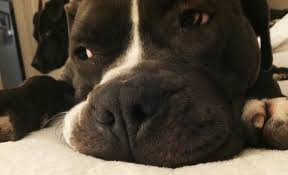 Check spelling or type a new query. American Pitbull Terrier Dog Breed Pictures 7