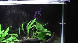 Betta Chasing A Tetra In A Nano Tank Youtube