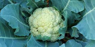 We did not find results for: Kembang Kol Sayur Kaya Antioksidan Penangkal Kanker Merdeka Com