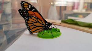 Check spelling or type a new query. Butterfly Drinking Sugar Water Youtube
