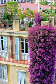 Antibes Cote D Azur France Yesil Catilar Bougainvillea Avlular