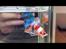 Ikan cupang juga termasuk ikan hias yang mudah dipelihara tanpa menggunkanan oksigen atau gelembng udara yang disebut aerator. Ikan Cupang Yellow Base Multy Ori Thailand Youtube