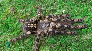 Image result for Centema subfusca