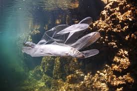 Dead fish have a strong and distinct odour that can stink up a house or dustbin for days. Plastic Fish Recycling Free Photo On Pixabay