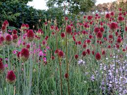 Allium Sphaerocephalon Kugel Lauch Dunkel Pink 23 4 Bis 28 8 C Kalkhaltiger Boden Zwiebel Mediter Allium Sphaerocephalon Pflanzen Kaufen Stauden