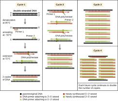 13 2 Visualizing And Characterizing Dna Rna And Protein