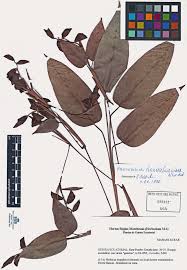 Image result for Hypselodelphys scandens
