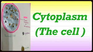 All forest animals name list with picture. Cytoplasm The Cell Biology Urdu Hindi And English Youtube