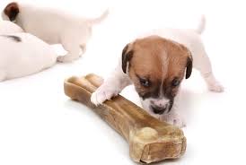 Additionally in case your dog shows a diminished interest in exercise tasks, get it checked out for cardiomyopathy. Jack Russell Growth Chart Weight Size Chart