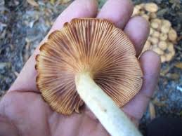 Common Florida Mushrooms Archives Eat The Weeds And Other