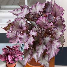 Image result for Begonia rostrata